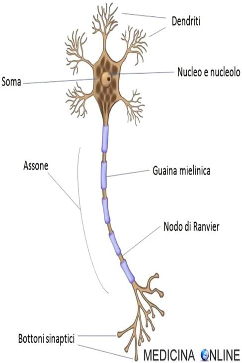 L'IMPORTANZA DEL CERVELLO NEL NEUROMARKETING.