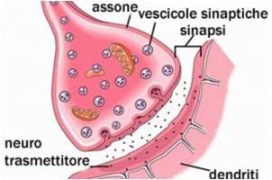 L'IMPORTANZA DEL CERVELLO NEL NEUROMARKETING.