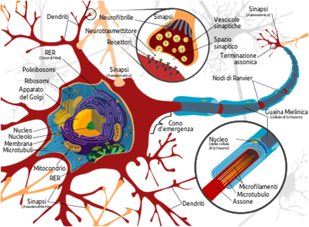 L'IMPORTANZA DEL CERVELLO NEL NEUROMARKETING.