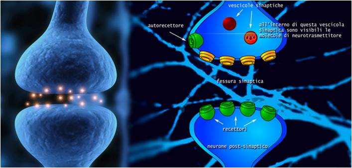 L'IMPORTANZA DEL CERVELLO NEL NEUROMARKETING.